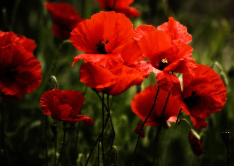 a group of red poppies sitting on top of a lush green field, a portrait, romanticism, against dark background, deep colours. ”, wallpaper - 1 0 2 4, australian wildflowers