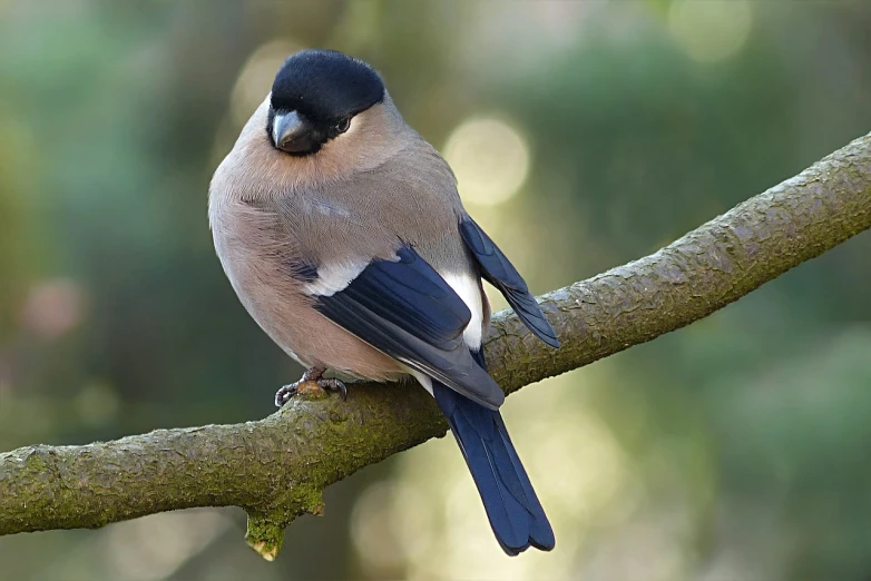 a bird sitting on top of a tree branch, by Josef Mánes, pixabay, bauhaus, gushy gills and blush, long thick shiny black beak, !female, excellent composition