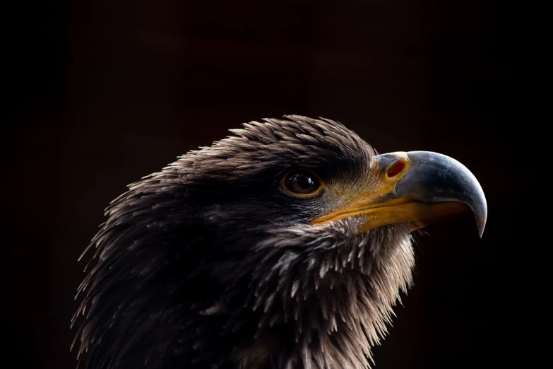 a close up of a bird of prey, a portrait, pexels, back light contrast, portrait of rugged zeus, an ultra realistic photo, long thick shiny black beak