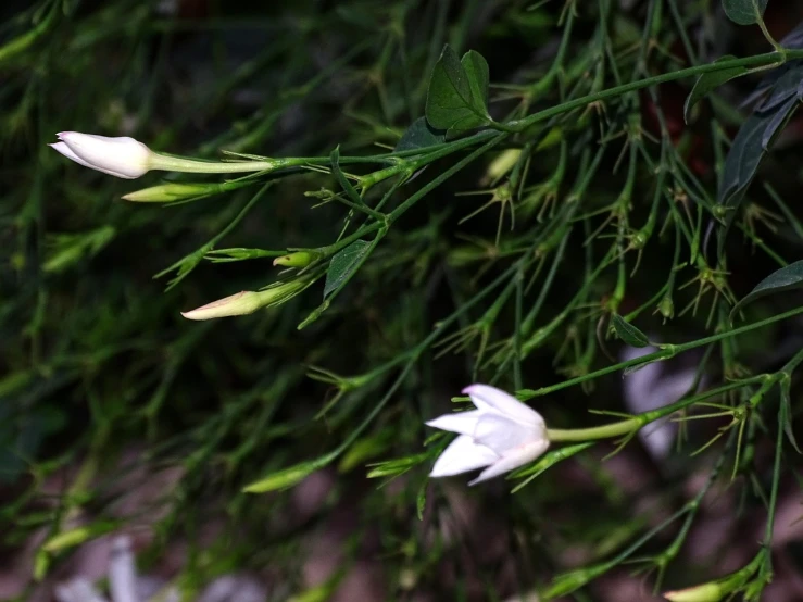 a couple of white flowers sitting on top of a lush green tree, by Anato Finnstark, hurufiyya, lobelia, mid shot photo