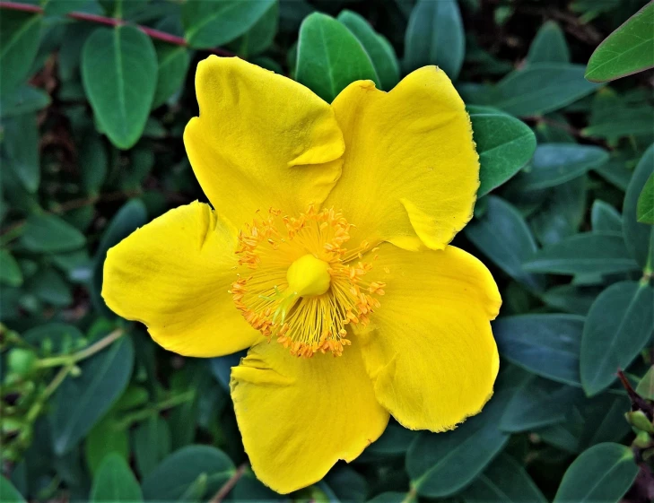a close up of a yellow flower with green leaves, by Robert Brackman, wild foliage, high angle close up shot, closeup - view, full of colour