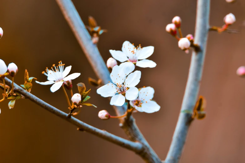 a close up of a branch of a tree with white flowers, a macro photograph, by Matthias Weischer, unsplash, arabesque, red brown and white color scheme, bloom effect 8 k, smooth tiny details, japanese flower arrangements