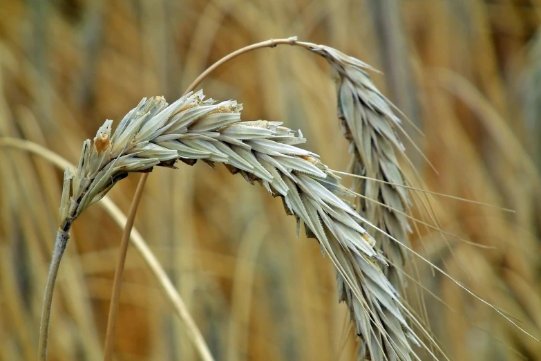 a close up of a stalk of wheat in a field, by David Simpson, symbolism, sickle, closeup photo, mineral grains, close-up photo