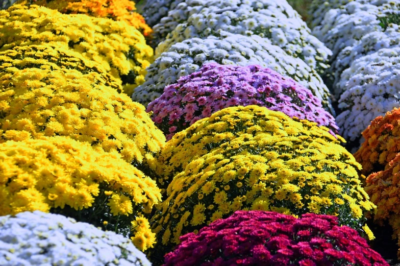 a bunch of flowers that are next to each other, by Jan Rustem, pexels, color field, chrysanthemum eos-1d, seasons!! : 🌸 ☀ 🍂 ❄, colorful ravine, from wheaton illinois