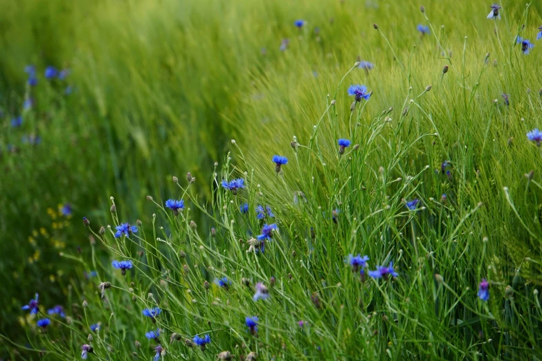 a field of green grass with blue flowers, a portrait, color field, with depth of field, scotland, on a planet of lush foliage, giant corn flower head