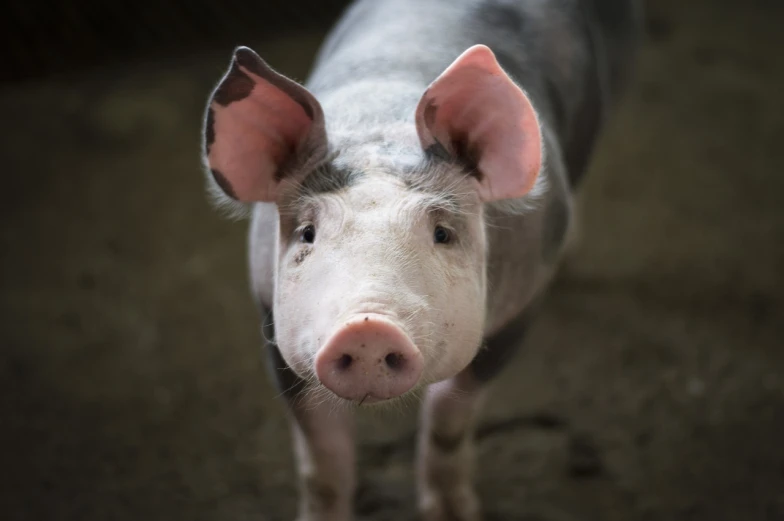 a close up of a pig looking at the camera, grey ears, looking upward, simple, powerful stance