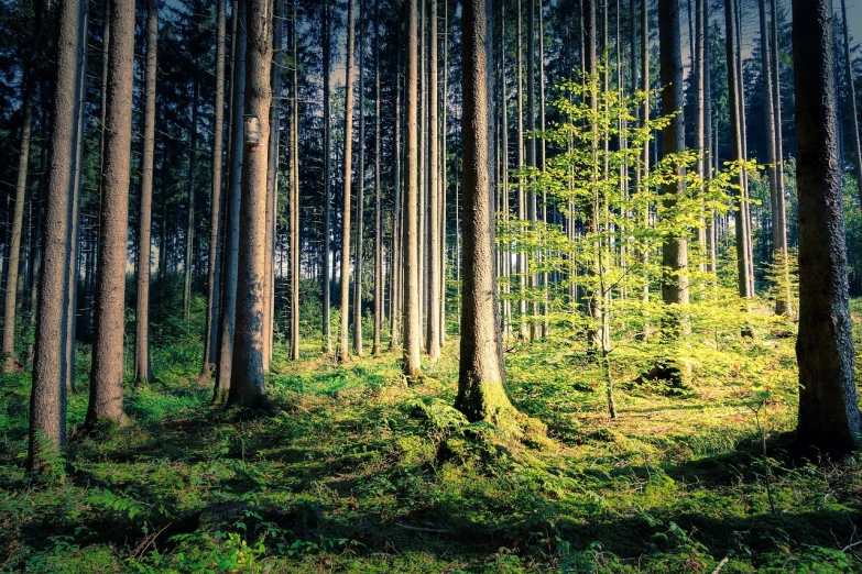 a forest filled with lots of tall trees, a photo, by Karl Pümpin, shutterstock, renaissance, under the soft shadow of a tree, spring evening, post processed, deep inside the forest