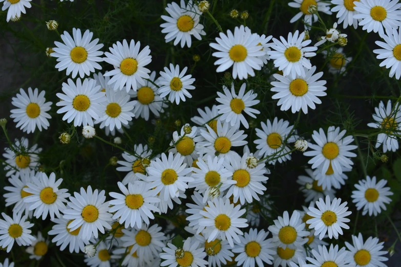 a bunch of white flowers with yellow centers, hurufiyya, white detailed eyes, full image, 3 4 5 3 1, summer morning