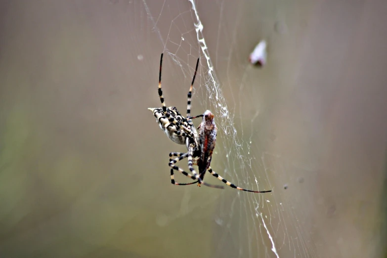 a close up of a spider on a web, flickr, net art, adult pair of twins, draped with water and spines, having a snack, mid shot photo