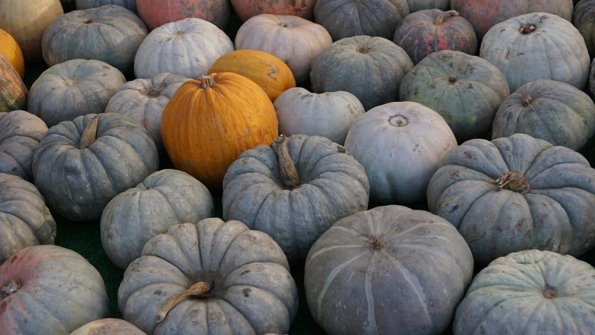 a group of pumpkins sitting on top of each other, a photo, flickr, sōsaku hanga, beijing, greys, full of colour, endless