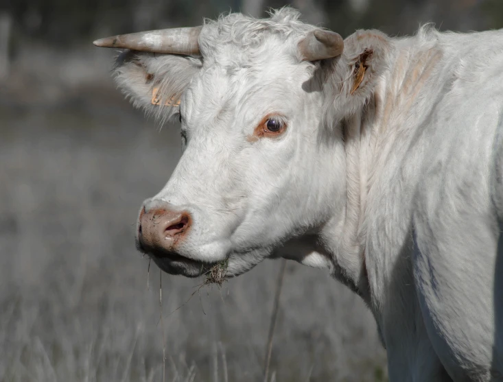 a close up of a white cow in a field, by Linda Sutton, new mexico, shot on 1 5 0 mm, 2 0 1 0 photo