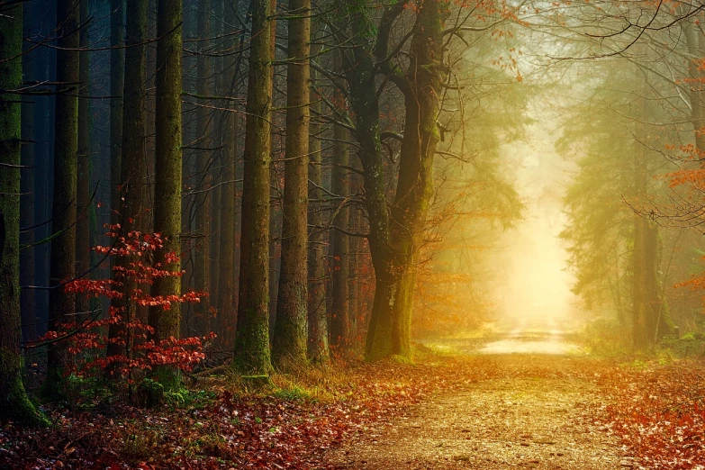 a dirt road in the middle of a forest, a picture, by Eugeniusz Zak, warm beautiful scene, outworldly colours, godly light, beautiful hd