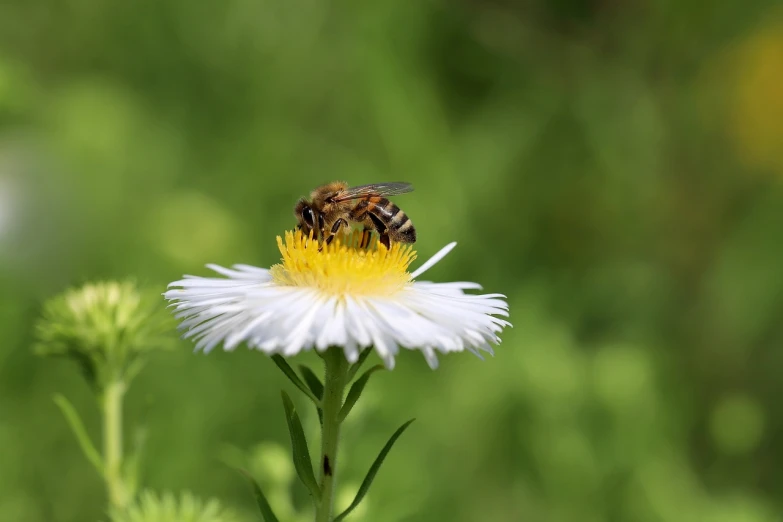 a bee sitting on top of a white flower, by Erwin Bowien, shutterstock, basic photo, daisy, stock photo, nature photo