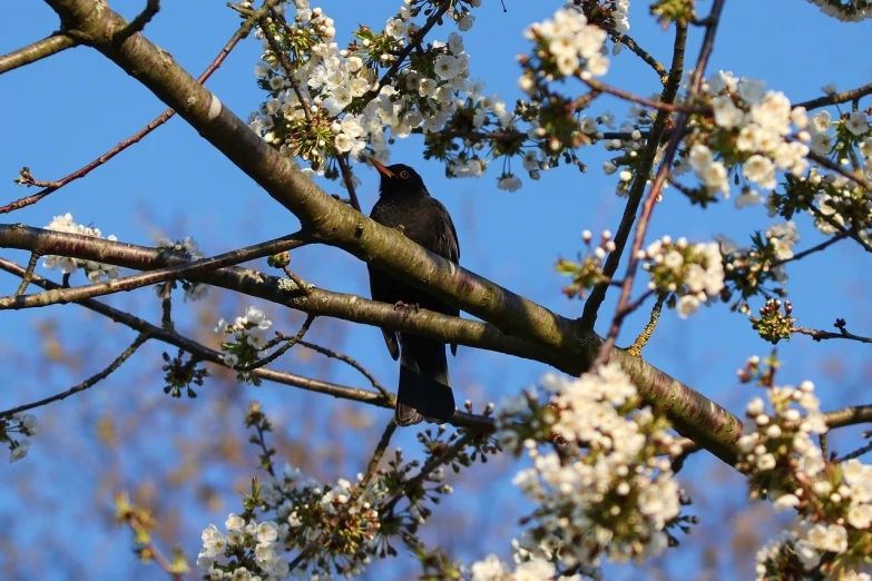 a black bird sitting on top of a tree branch, by Jan Tengnagel, flickr, romanticism, cherry blosom trees, img _ 9 7 5. raw, ham, dad