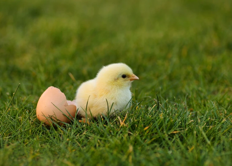 a small chicken sitting on top of a lush green field, a picture, by Jan Rustem, flickr, eggshell color, albino dwarf, in the early morning, resting on a tough day