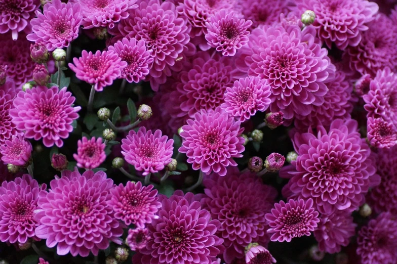 a close up of a bunch of purple flowers, a picture, by Yi Jaegwan, chrysanthemums, rich deep pink, high quality product image”, highly intricate