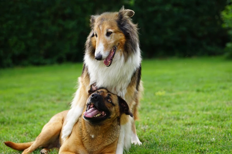 a couple of dogs sitting on top of each other, a picture, by Niko Henrichon, shutterstock, on a green lawn, very sharp photo, cerberus, stock photo