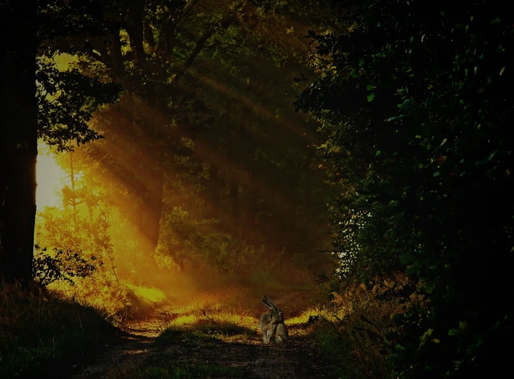 a deer standing in the middle of a forest, a picture, by Alfons von Czibulka, pixabay contest winner, romanticism, holy sacred light rays, dappled golden sunset, a forest with bunnies, a beautiful pathway in a forest