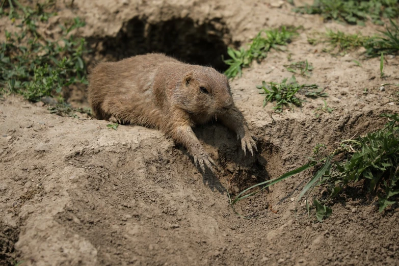 a small animal that is laying down in the dirt, a photo, shutterstock, high quality product image”, in trenches, azamat khairov, beaver