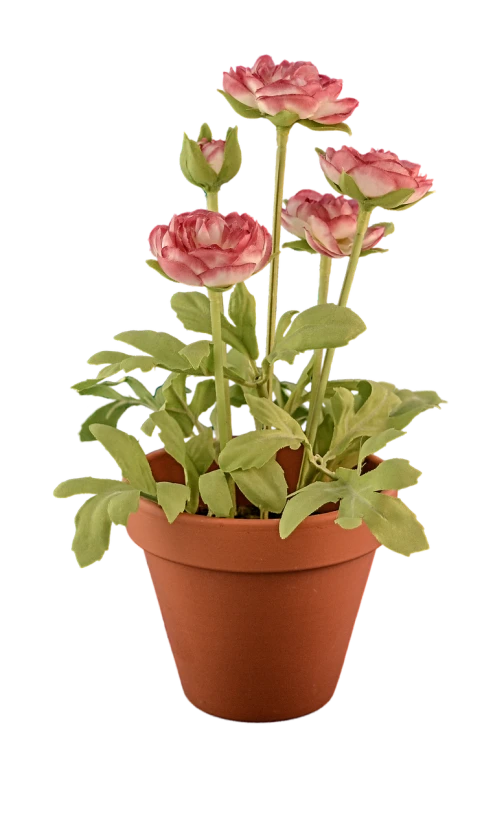 a potted plant with pink flowers on a black background, inspired by Christoffer Wilhelm Eckersberg, flickr, fine art, clay render, high res photo, poppy, miniature product photo