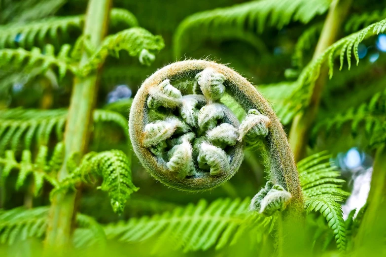 a close up of a plant with lots of leaves, a macro photograph, by Robert Brackman, flickr, hurufiyya, pulled into the spiral vortex, kiwi, 🦩🪐🐞👩🏻🦳, cloud forest