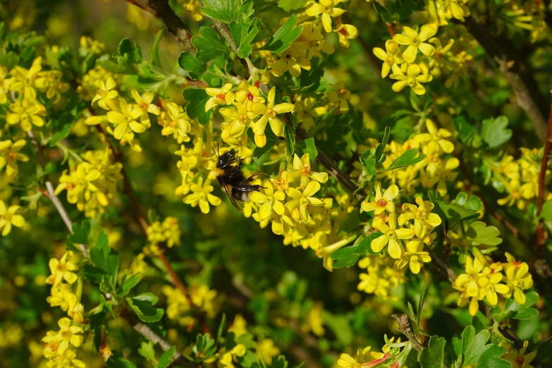 a bee sitting on top of a yellow flower, hurufiyya, flame shrubs, wearing gilded ribes, spring time, beautiful black blue yellow