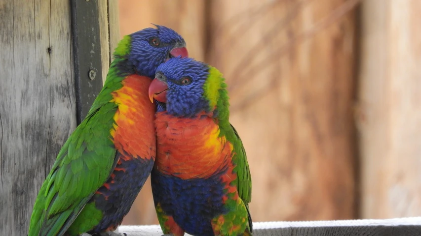 a couple of colorful birds standing next to each other, a picture, pexels, romanticism, in australia, hugging, full of colour 8-w 1024, getty images