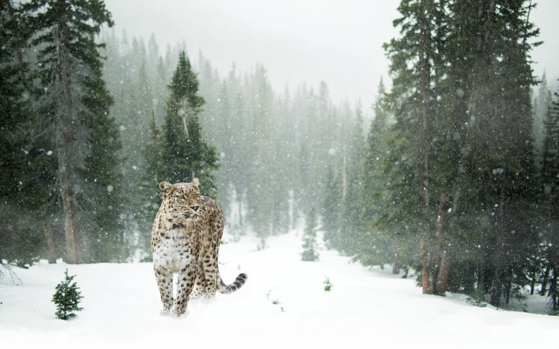 a snow leopard walking through a snowy forest, unsplash contest winner, renaissance, unclad against the storm, fan favorite, snow field, victoria siemer