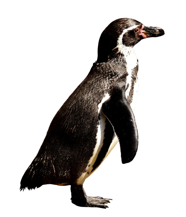 a close up of a penguin on a black background, renaissance, high detail and high contrast, full body profile, peruvian looking, portlet photo