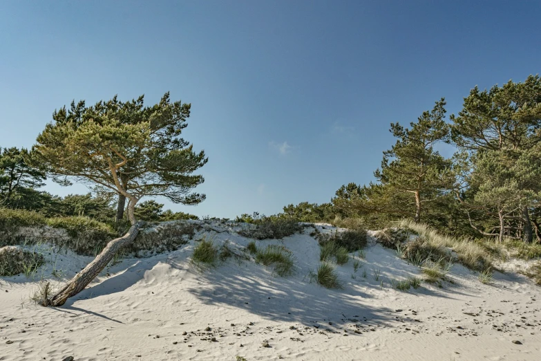 a lone tree sitting on top of a sandy hill, a picture, by Dietmar Damerau, with matsu pine trees, sunny day at beach, 2 4 mm iso 8 0 0, with soft bushes