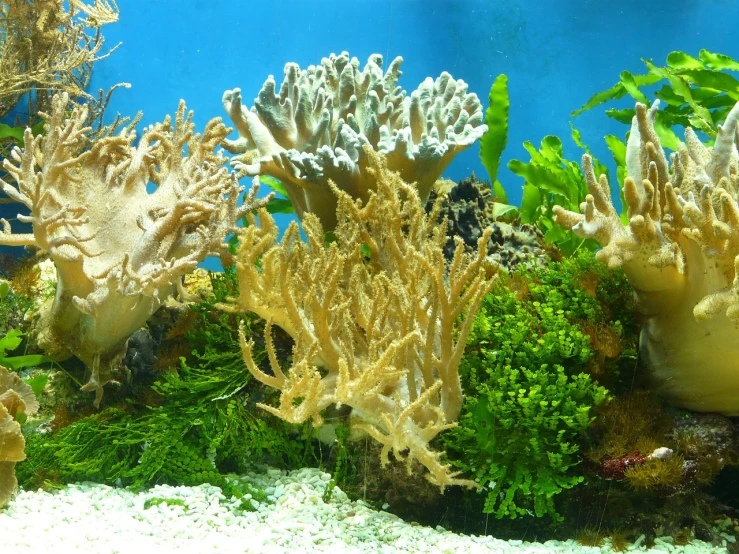 a fish tank filled with lots of different types of coral, romanticism, tan, stunningly realistic, dendritic, watch photo