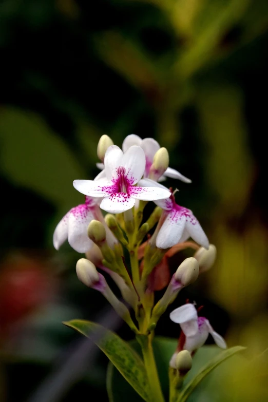 a close up of a flower with a blurry background, by Tom Carapic, white and pink, beautiful tropical flowers, no blur dof bokeh, very beautiful photo