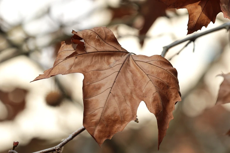 a close up of a leaf on a tree branch, by Paul Davis, pixabay, photorealism, brown tones, sycamore, brown clothes, high res photo