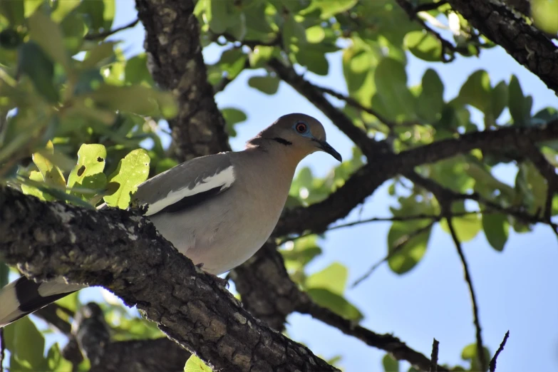 a bird sitting on top of a tree branch, a portrait, shutterstock, hurufiyya, dove, new mexico, mid shot photo, smooth shaded