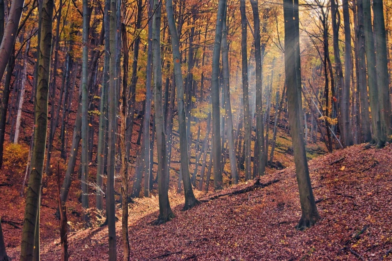 a forest filled with lots of tall trees, by Karl Pümpin, pexels, renaissance, autumn sunlights, ((forest)), ravine, late autumn
