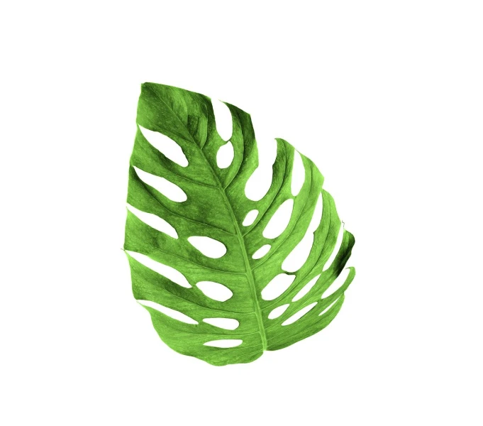a close up of a green leaf on a white background, an illustration of, by Whitney Sherman, shutterstock, art deco, watercolor artwork of exotic, high quality product photo, very high angle view, a plant monster