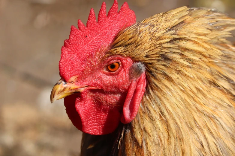 a close up of a rooster with a red comb, a portrait, shutterstock, many golden layers, high res photo