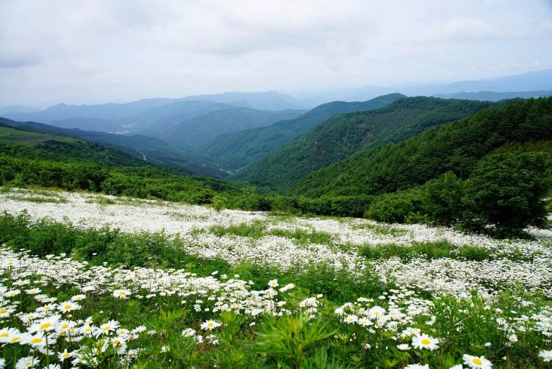 a field of white flowers with mountains in the background, a picture, by Tadashige Ono, shutterstock, shin hanga, sangyeob park, on deep forest peak, wide high angle view, chamomile
