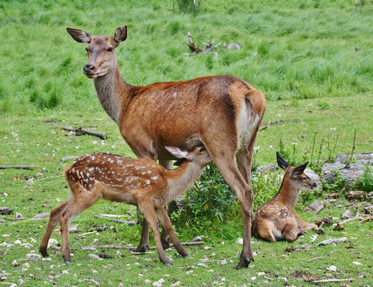a herd of deer standing on top of a lush green field, figuration libre, family photo, eating, very beautiful photo, maternal