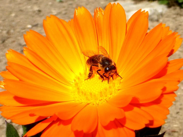 a bee sitting on top of an orange flower, by Jan Rustem, orange halo, shiny skin”, red and orange colored, walking down