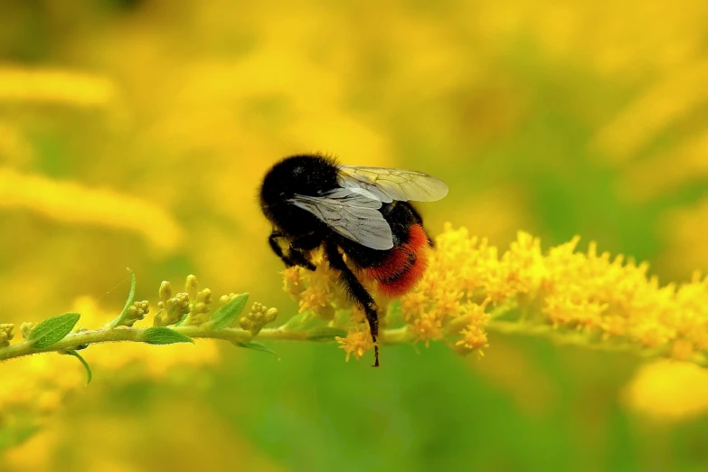 a bee sitting on top of a yellow flower, romanticism, shining gold and black and red, with soft bushes, scientific photo
