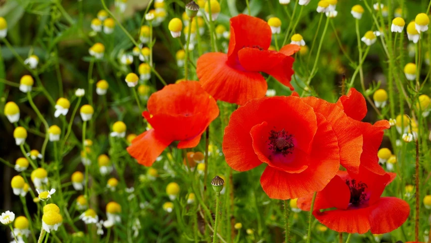 a group of red poppies sitting on top of a lush green field, a portrait, by Jan Rustem, hurufiyya, chamomile, full of colour 8-w 1024, flowers in a flower bed, warm coloured