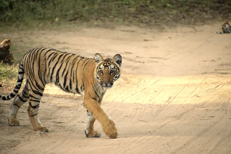 a tiger walking across a dirt road, a picture, posing for camera, 200mm wide shot, iu, highly polished