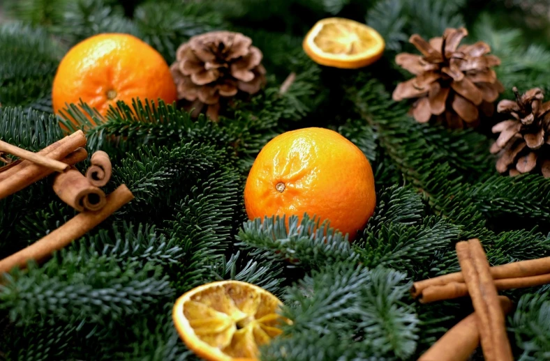 a bunch of oranges sitting on top of a pine tree, a portrait, pexels, process art, decorated ornaments, hd —h 1024, circular, rustic