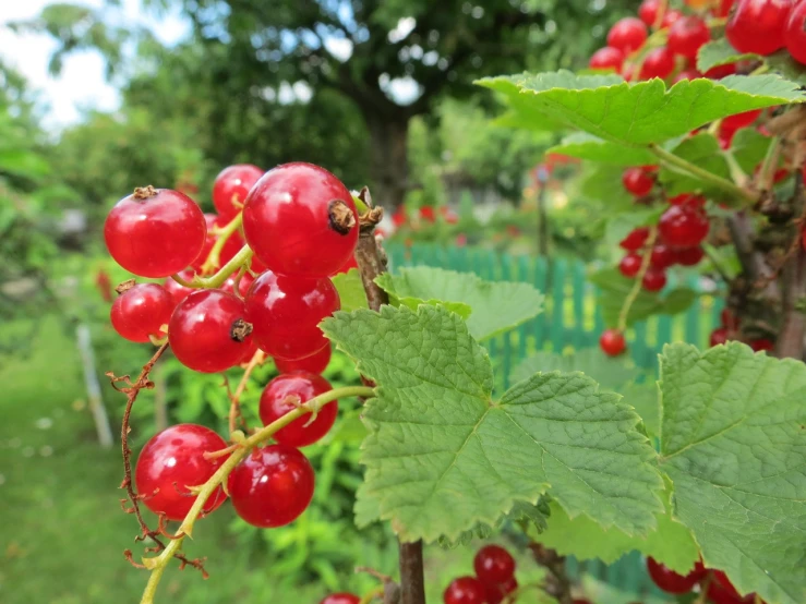 a close up of a bunch of berries on a tree, a picture, bauhaus, crown of giant rubies, red - cheeks!!, in a verdant garden, village