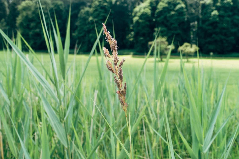 tall grass in a field with trees in the background, a macro photograph, shin hanga, infested with pitch green, strong grain, in karuizawa, spikes on the body