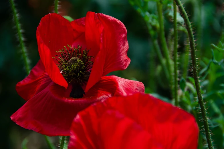 a close up of a red flower in a field, a portrait, by Jan Rustem, flickr, ww1, paris 2010, in red gardens, anemones