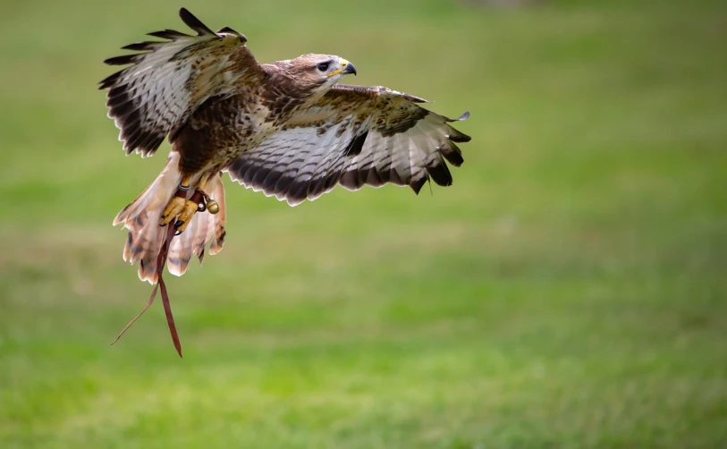 a bird that is flying in the air, a portrait, by Jan Rustem, shutterstock, hurufiyya, hawk wings, knee, epic wide shot, raptor jesus