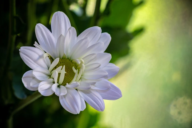 a close up of a white flower in a vase, a portrait, shallow depth of field hdr 8 k, giant daisy flower under head, green and white, white and purple