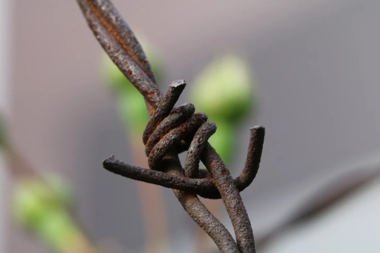 a close up of a barbed wire with a plant in the background, a macro photograph, inspired by Rudolf Schlichter, many rusty joints, high details photo